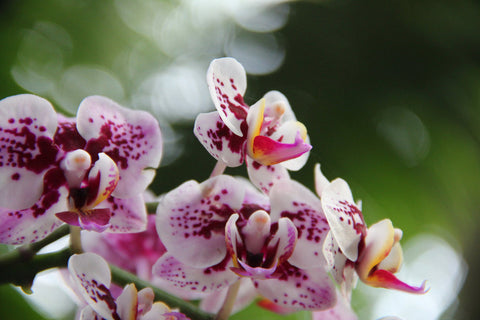 orchidea