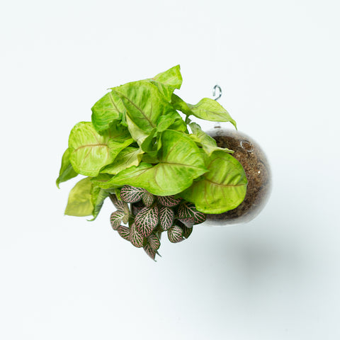 Bild von SubitOids Eros – Perfektes Valentinstagsgeschenk mit Syngonium- und Fittonia-Pflanzen