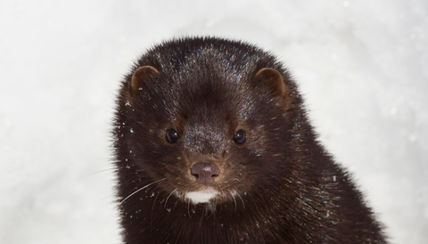 Sephora Bans Mink Fur Eyelashes, Will Only Sell Animal-Free Lashes