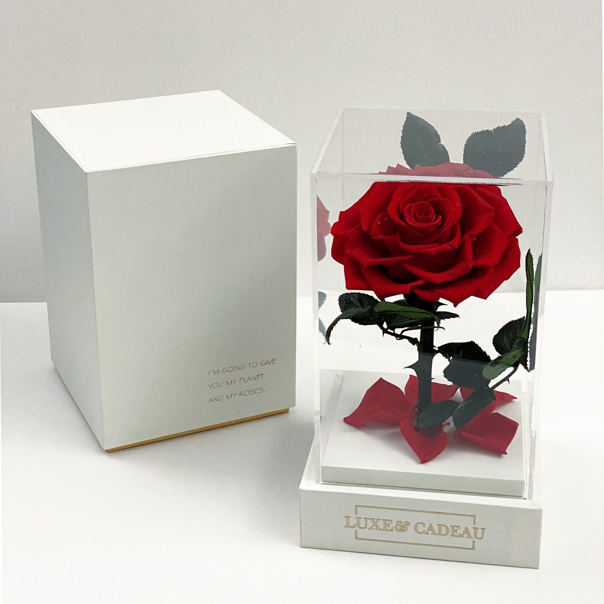 Rose éternelle sous cloche 12*20cm – LUXE & CADEAU