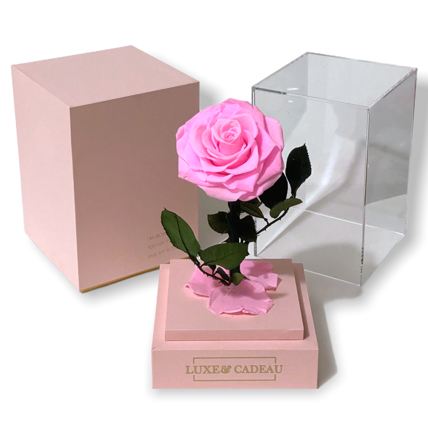 Rose éternelle sous cloche Rose 12*22cm – LUXE & CADEAU