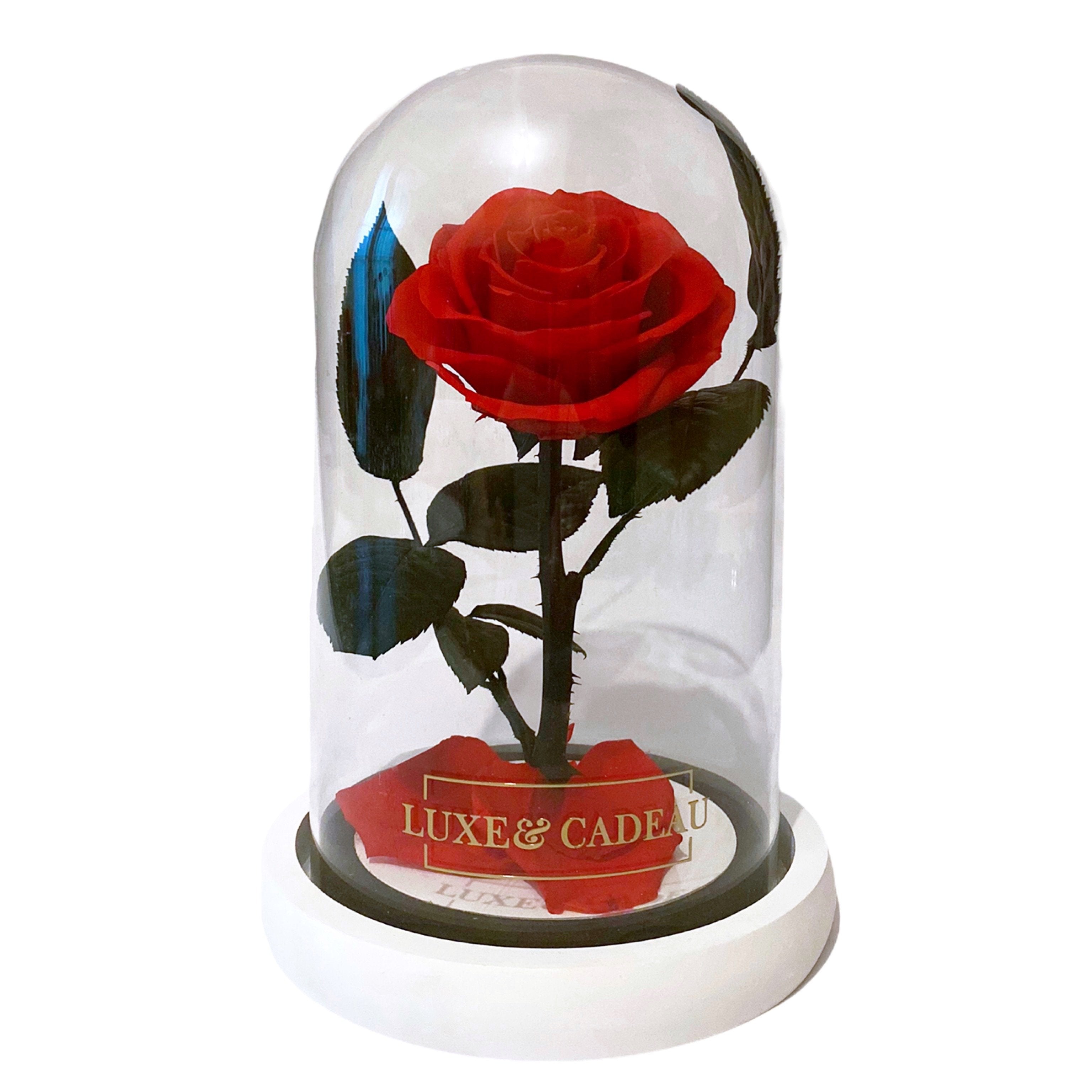 Rose éternelle sous cloche 22 cm – LUXE & CADEAU