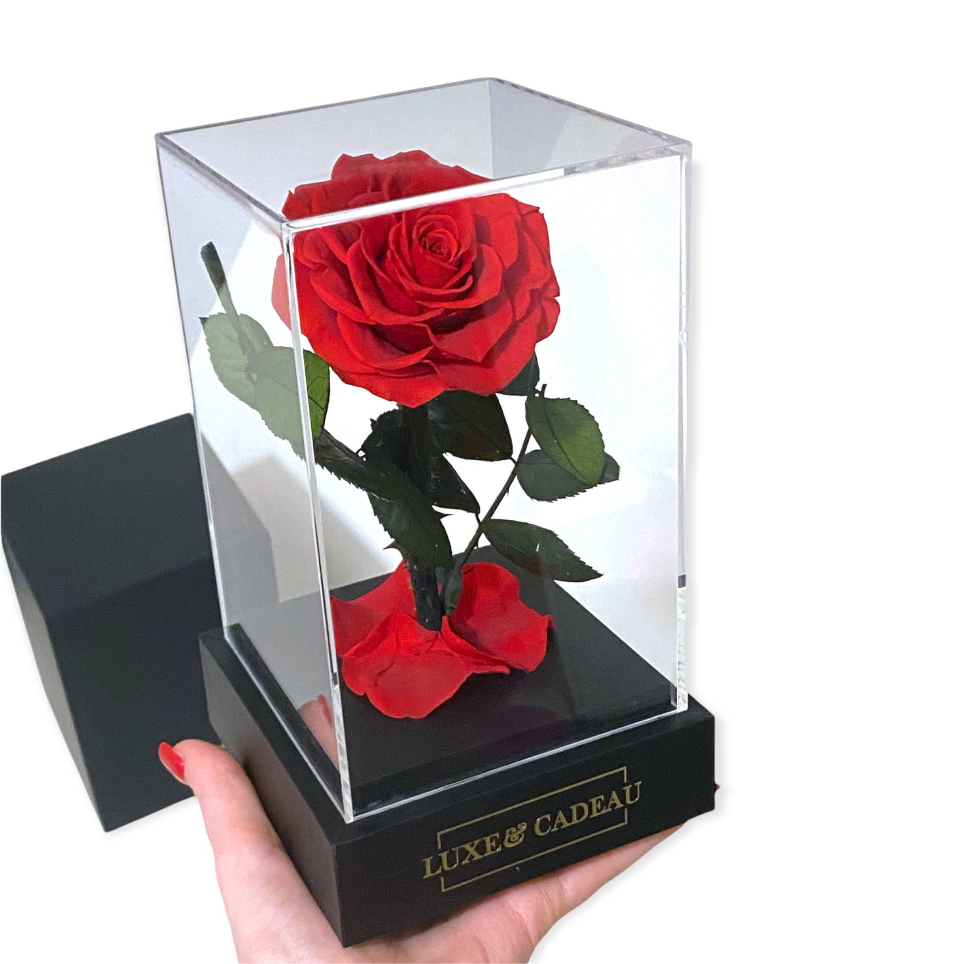 Rose éternelle sous cloche Rouge 12*22cm – LUXE & CADEAU