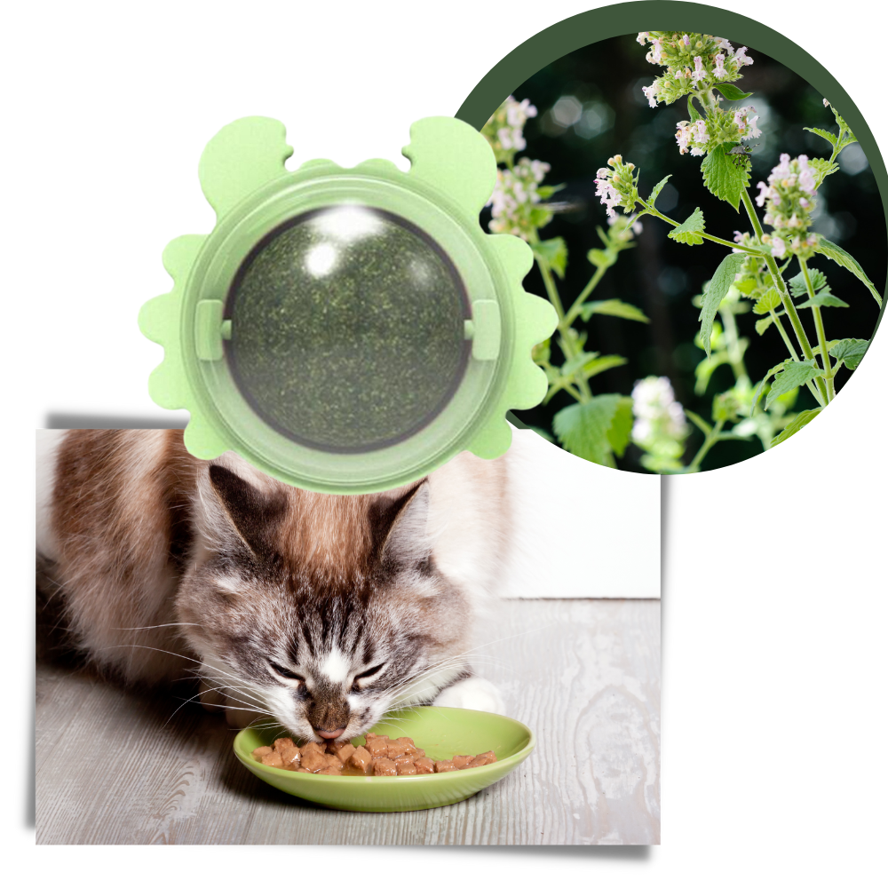Giocattolo rotante a forma di palla di menta per gatti - Aumento dell'appetito - Ozerty