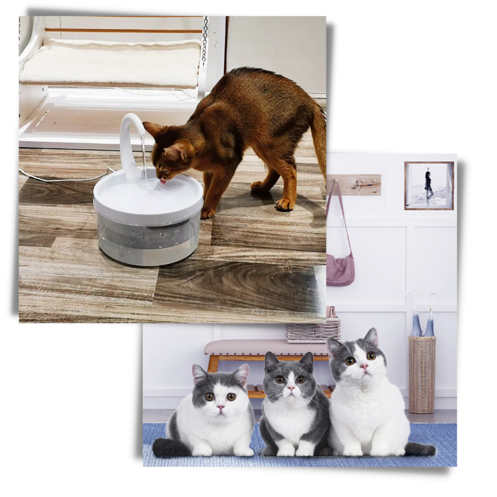 Automatisk dricksfontän för katt med LED-ljus - Håll din katt hydratiserad - Ozerty