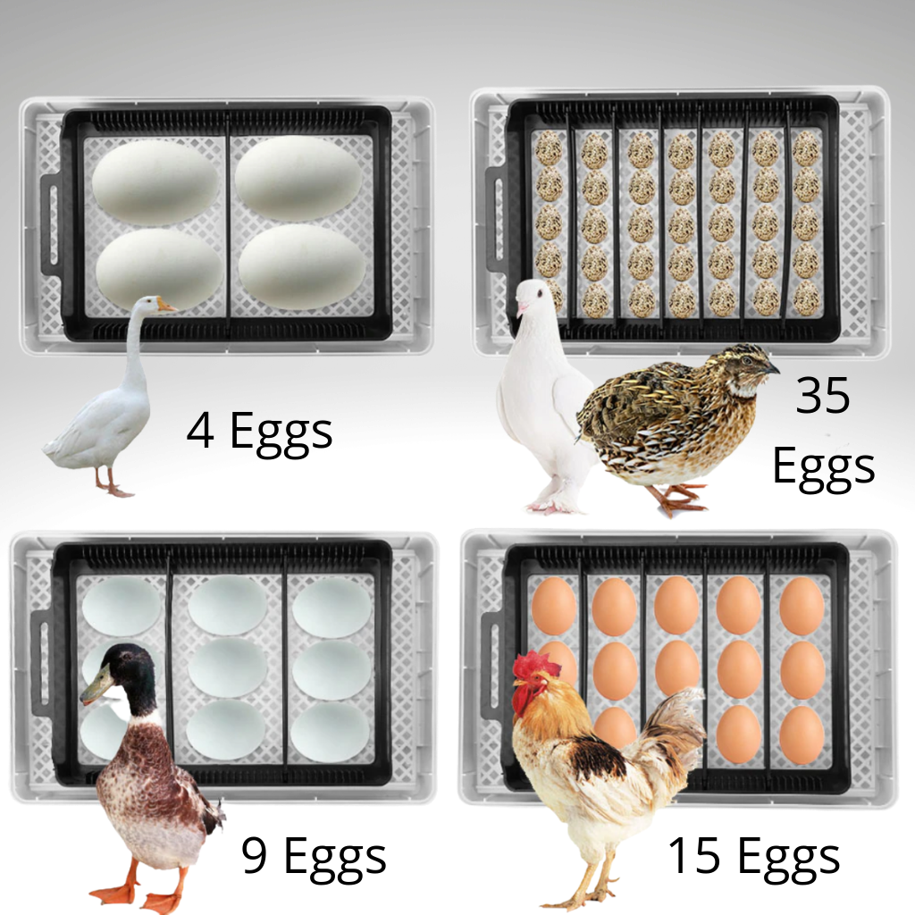 Digital automatisk äggkläckningsmaskin - Kapacitet för 35 små ägg - Ozerty