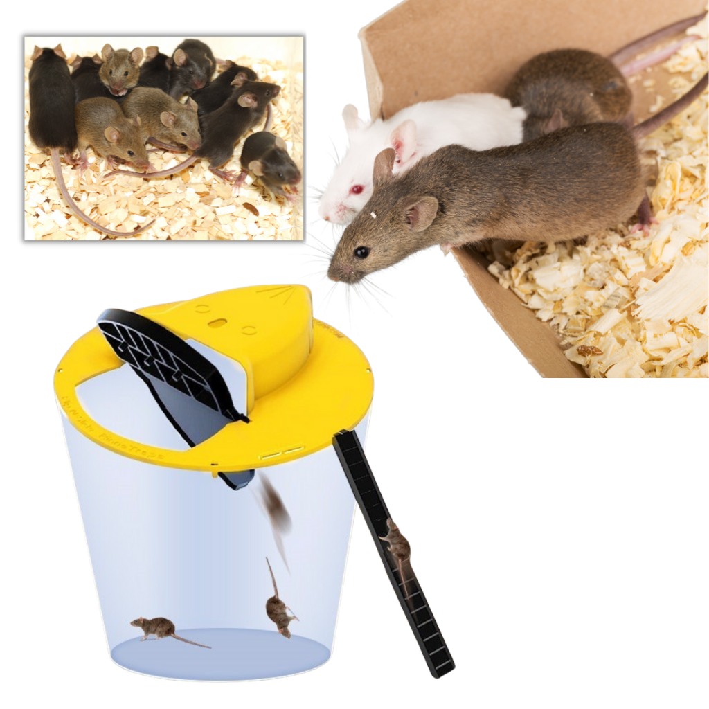 Cubo trampa para ratas y ratones - Atrapar varios ratones a la vez - Ozayti