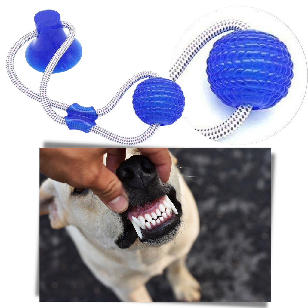 Juguete con ventosa para perros - Limpia los dientes - Ozayti