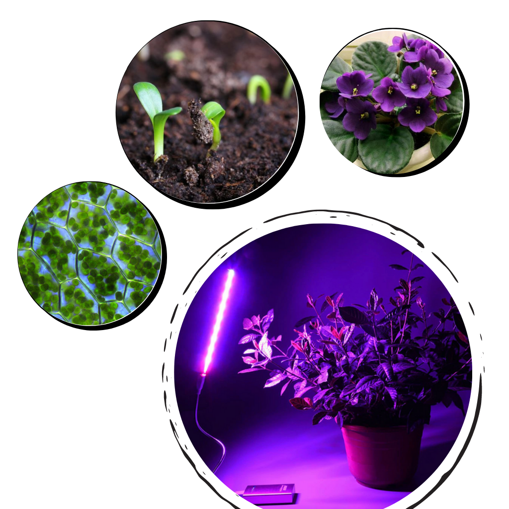Horticultural USB LED growth for plants - 14 red and blue LEDs - Ozerty