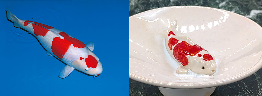 Photos of Nishikigoi and comparison of KOI cups