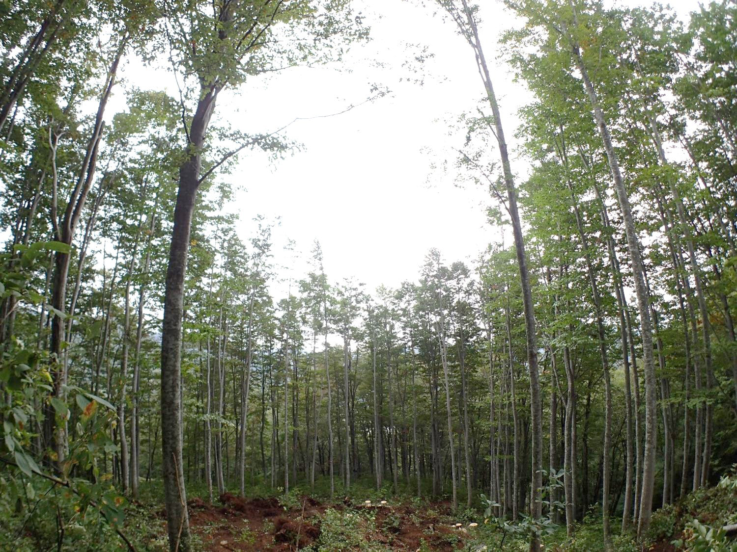 Gap after being harvested in parcel felling