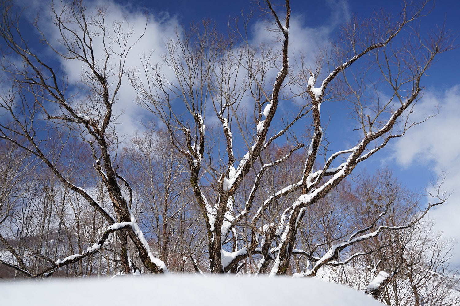 風雪の樹木
