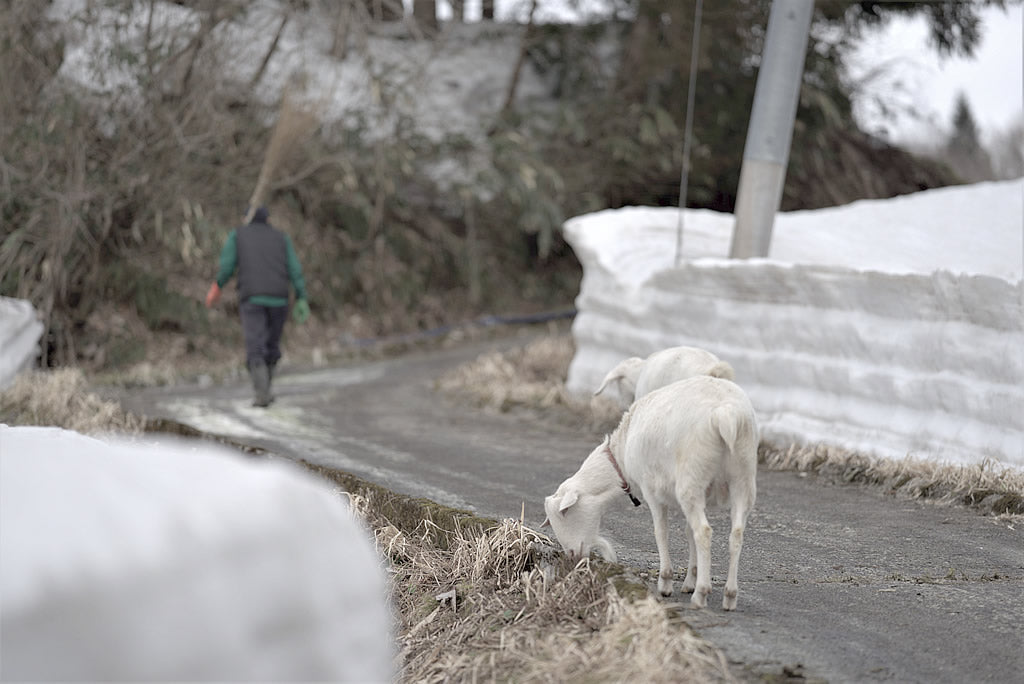 山羊の散歩　隣町