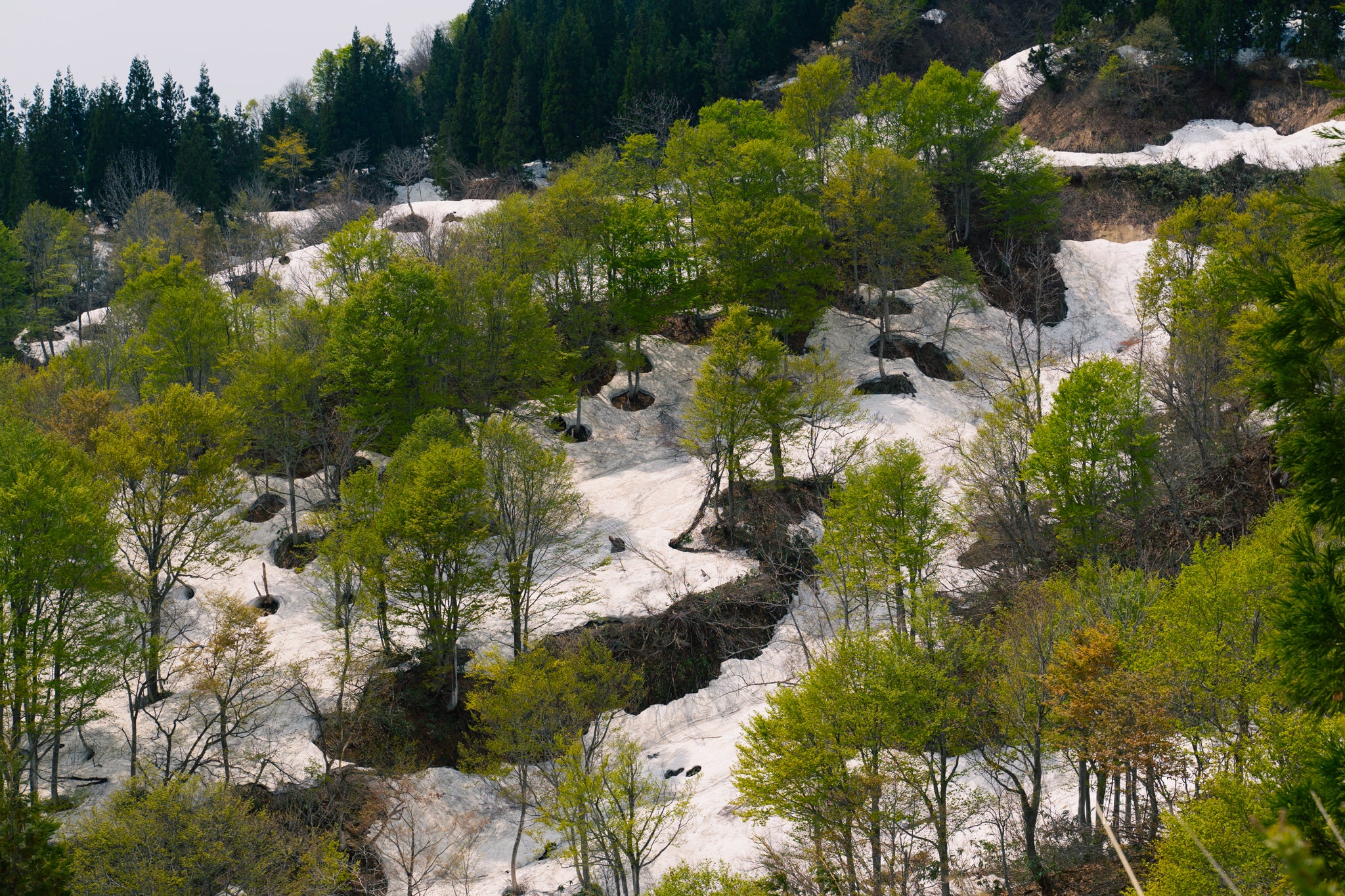 いち早く新緑を迎えるブナの山