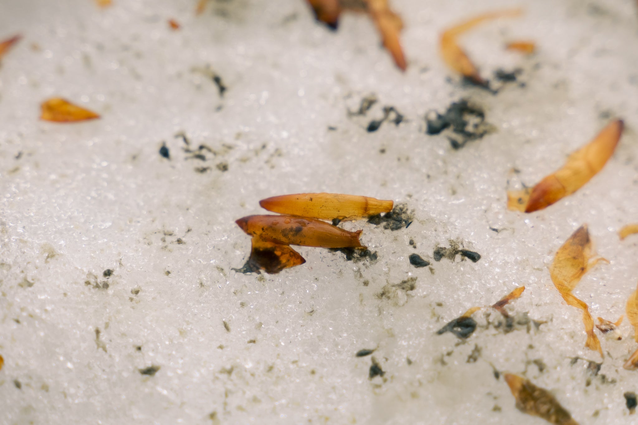 葉鱗　スノービーチ　snowbeech