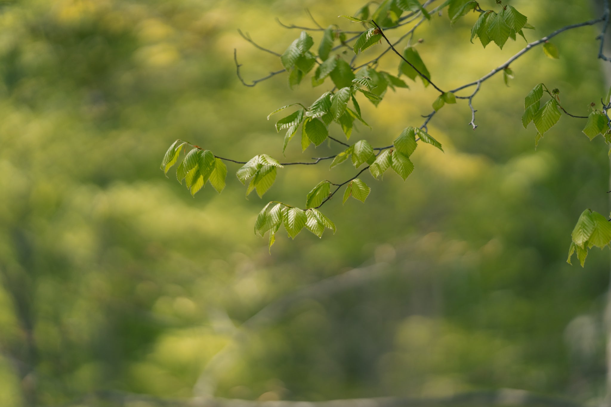 Beech leaf fresh green snow beach snowbeech