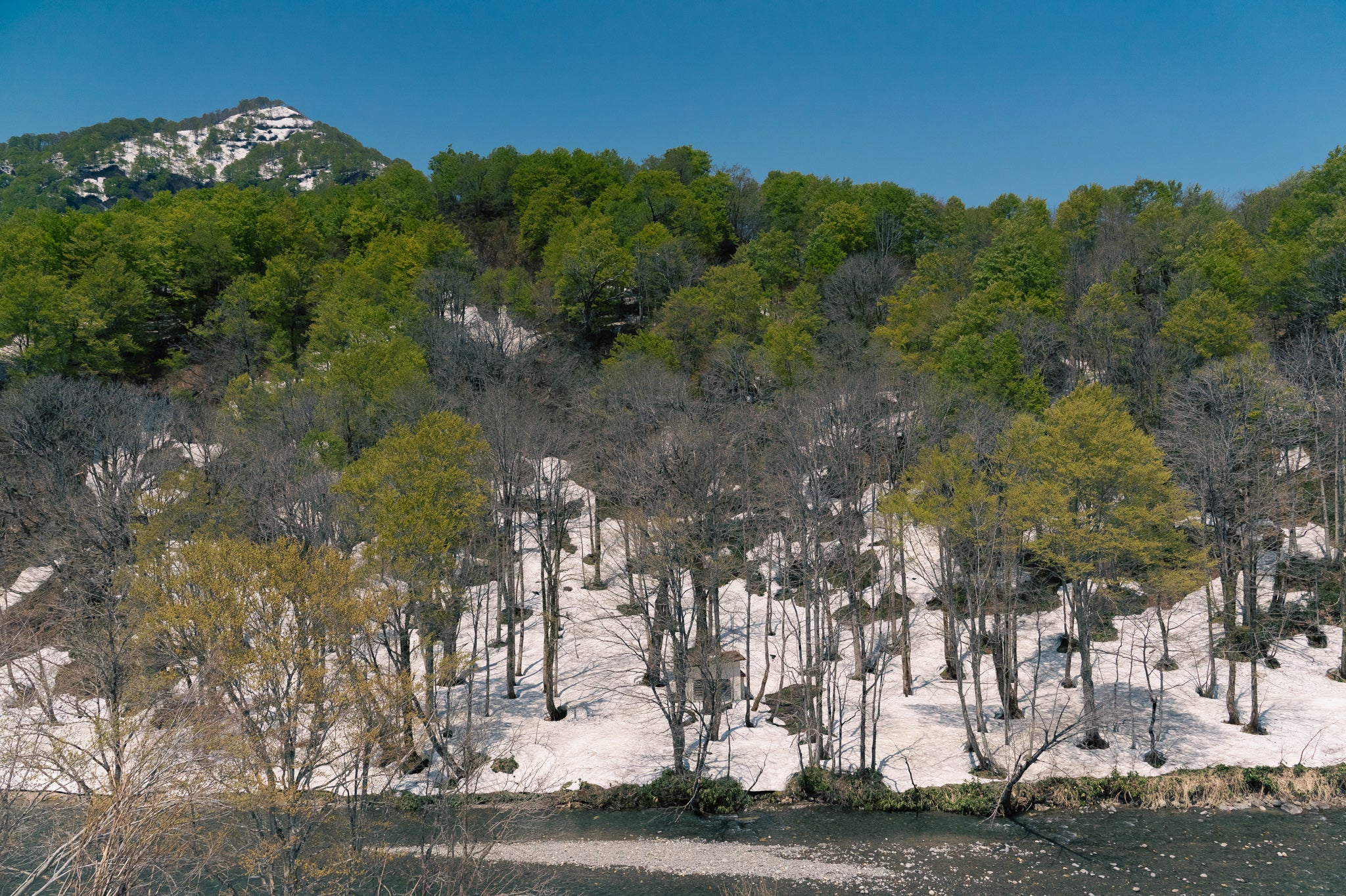 Before other trees open their leaves