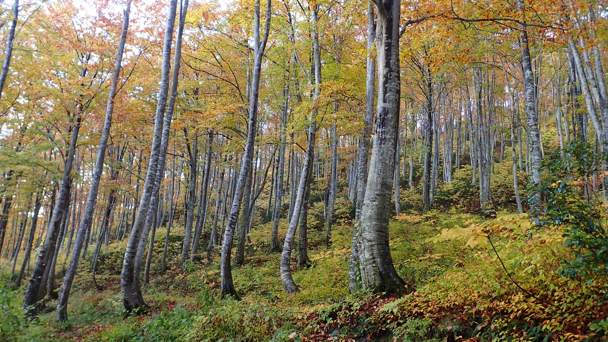 Firewood and charcoal beech forest in a heavy snowfall area (Oshirakawa, Uonuma City)