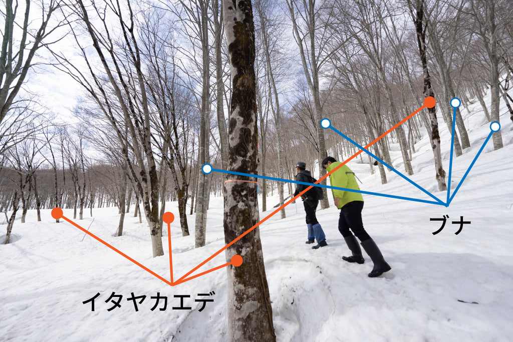 豪雪の里山のカエデとブナ