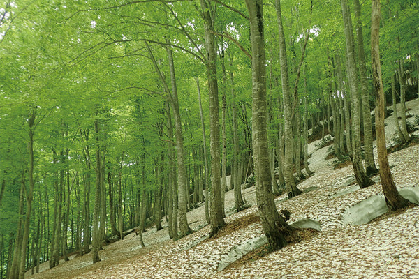 beech forest