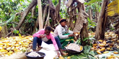 Bibamba cacao farm harvest