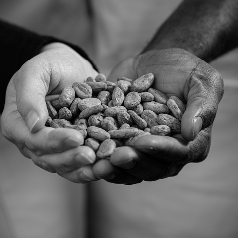 Cocoa beans