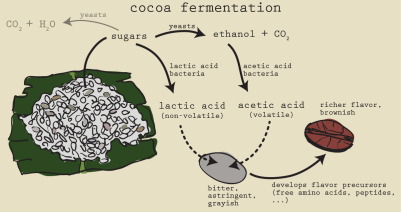Fermentation of cacao bean into white wine