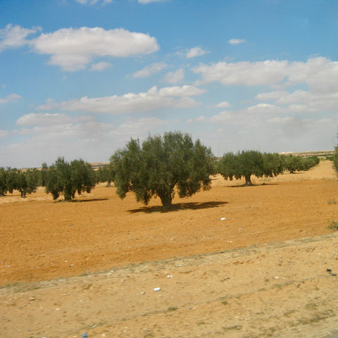 Olive Trees in Sfax, Tunisia Spring 2010