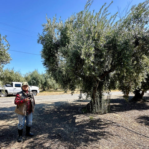 Liz inspects the table olive bloom, Corning, California