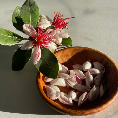 Close up image of feijoa blossoms