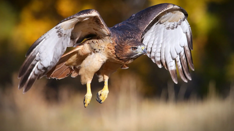 Red Tailed Hawk with wings outstretched and legs extended descends