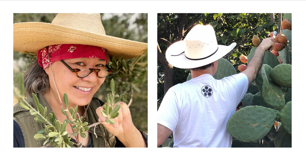 Liz in a big hat is smiling with and olive branch is on the left, Donald in a cowboy hat is picking prickly pears on the right