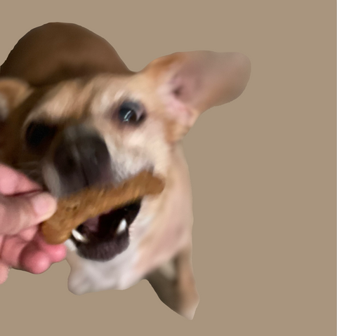Ginger Dog Chomps gleefully (yet respectfully) on a freshly baked Golden Goodness Dog Biscuit
