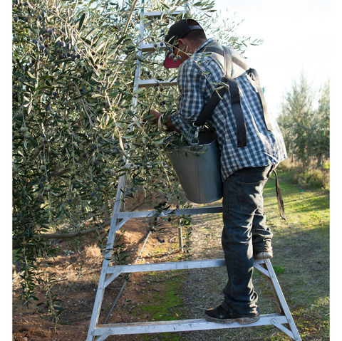 A farm worker balances on a tall and wide orchard ladder while wearing a picking bucket and collecting olives