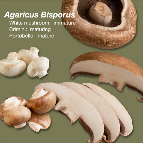 close up images of portobello, white, and cremini mushrooms