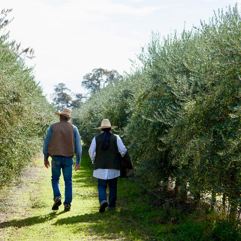 Liz and Bob walk south through one of the main blocks of Arbequina at the Hall Road Orchard.