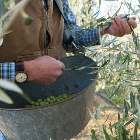 Bob harvests picual olives using a vintage metal picking bucket