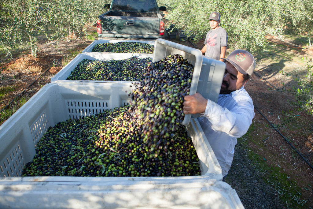 Farmer workers lift boxes of olives into a waiting ½ ton bin carrier