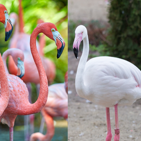 Flamingo in the wild (left); flamingo in captivity (right)