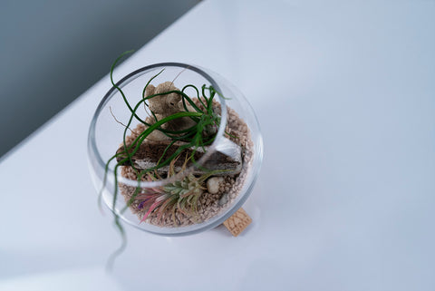 Forest Collection Mini Terrarium