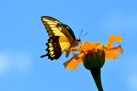 mariposa polinizando cempasuchil