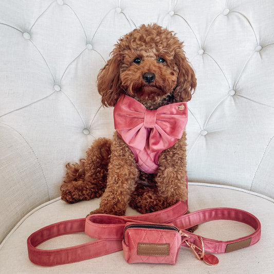 GiGi Bow Tie Dog Collar And Leash Set