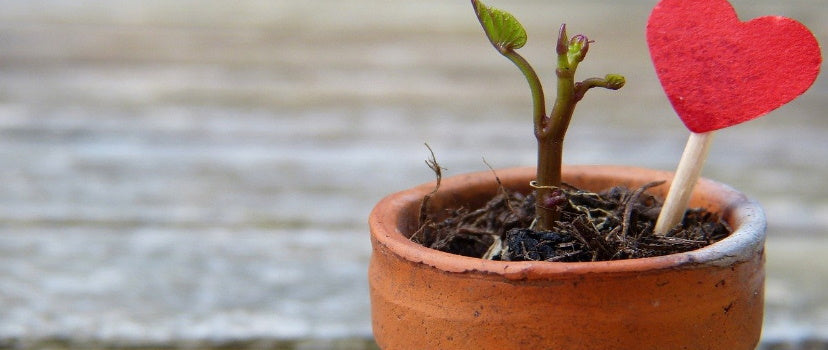 Pot de fleur,Grand Pot de plantes d'intérieur à arrosage