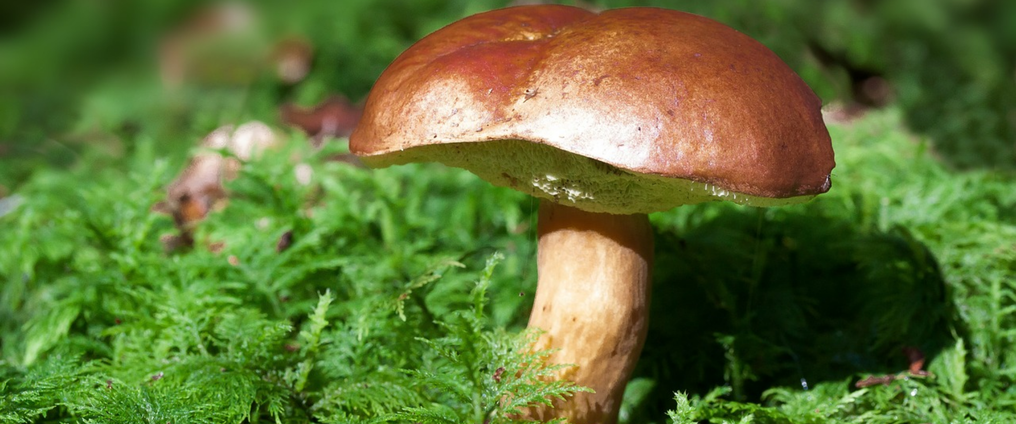 champignon tout savoir