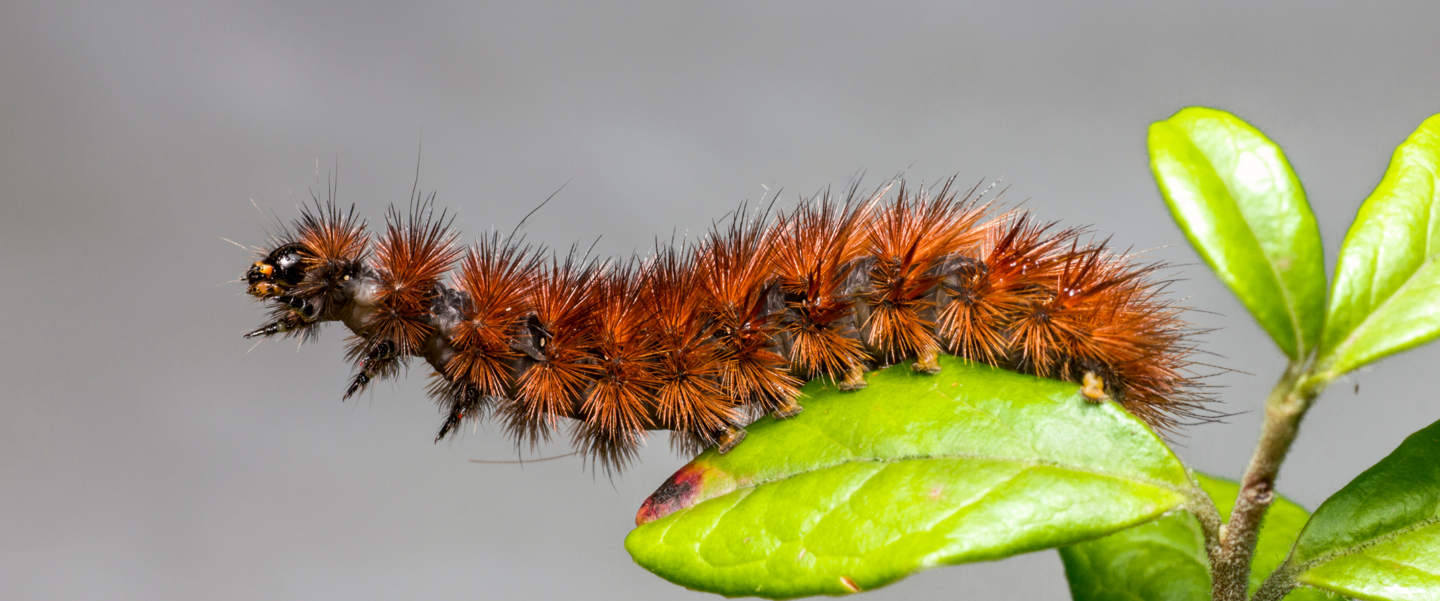 chenille processionnaire rouge