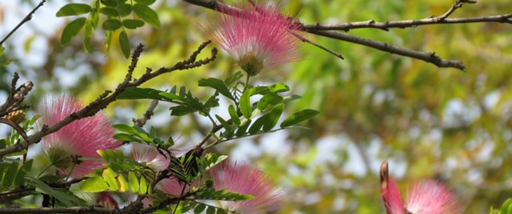 arbre albizia avec des fleurs