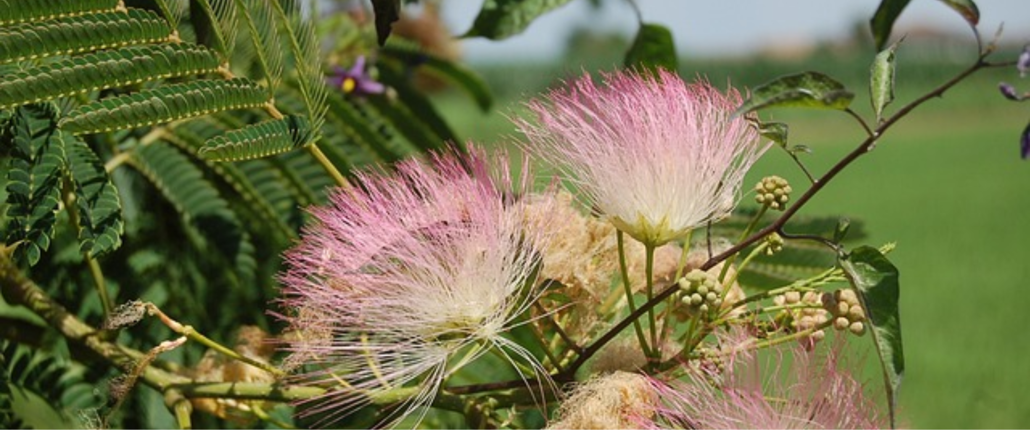 fleur albizia arbre