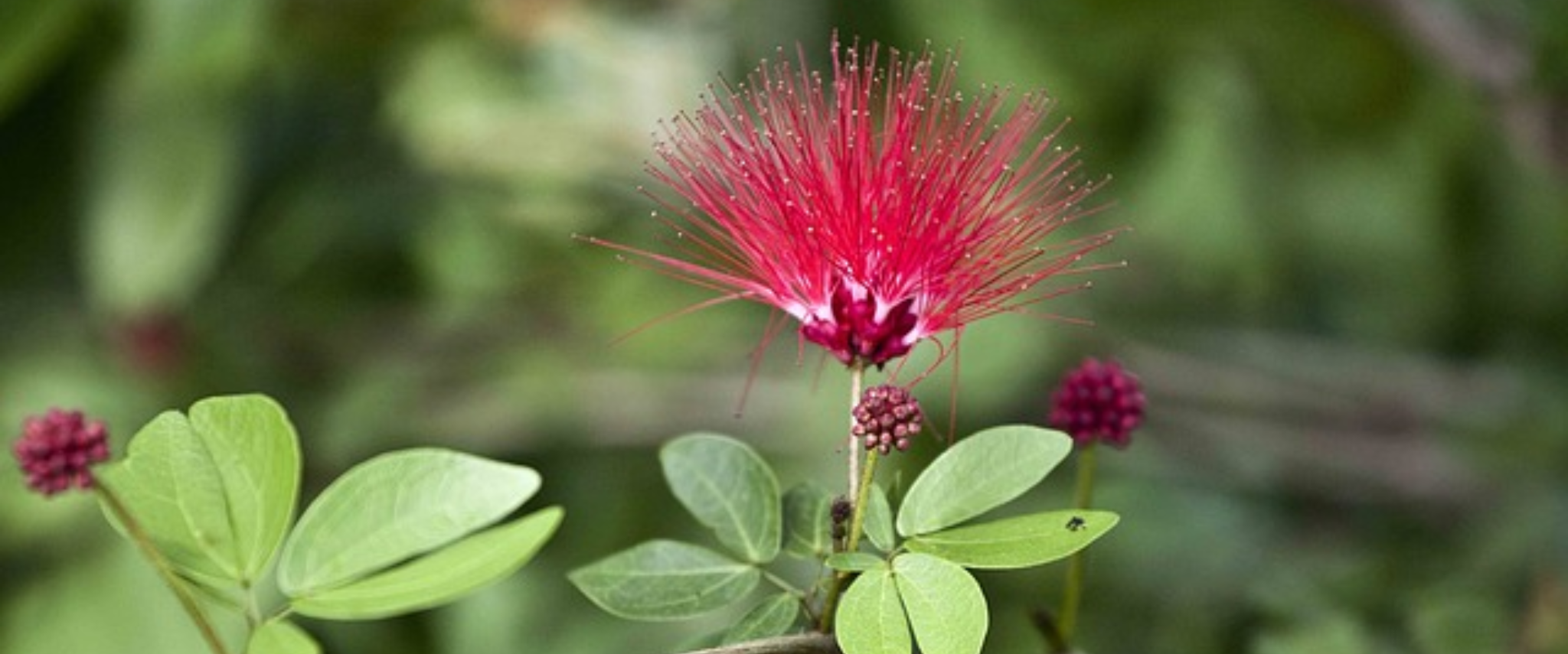 fleur albizia