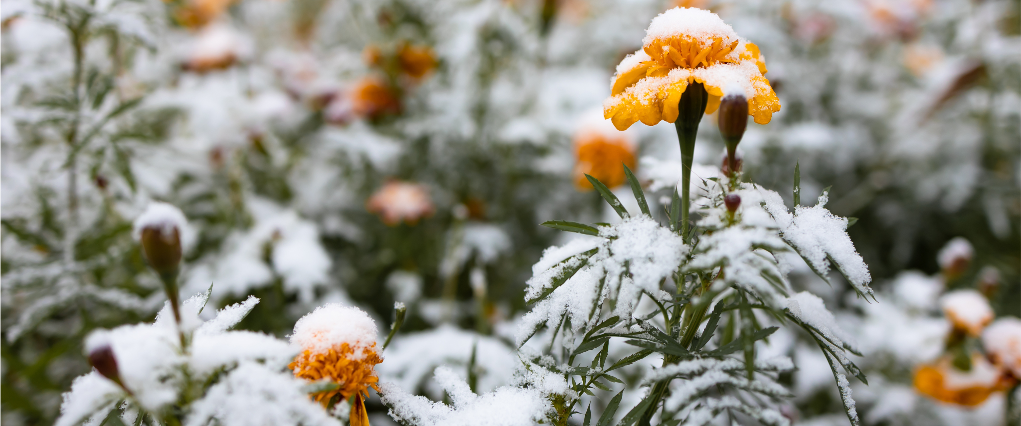 fleur jaune neige