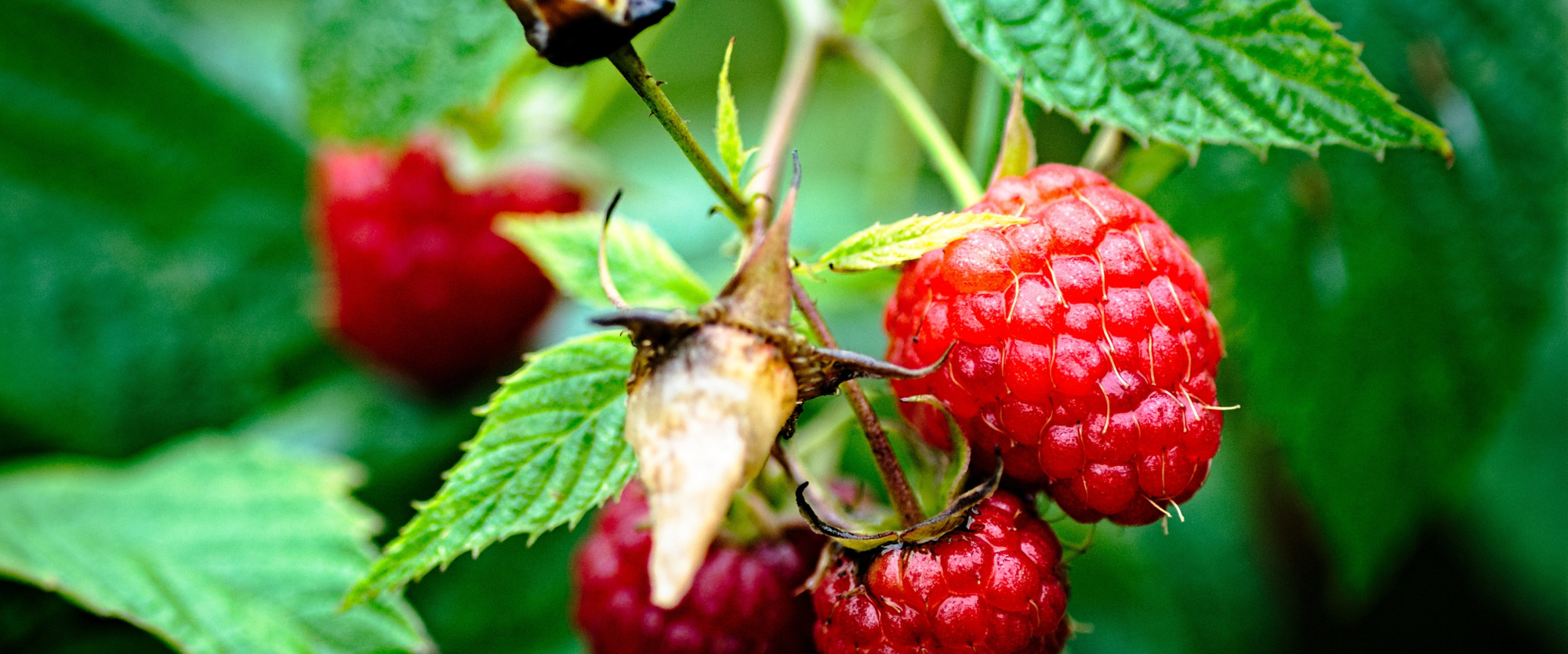 framboise au jardin